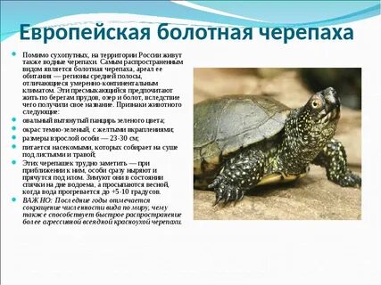 Тип развития черепахи