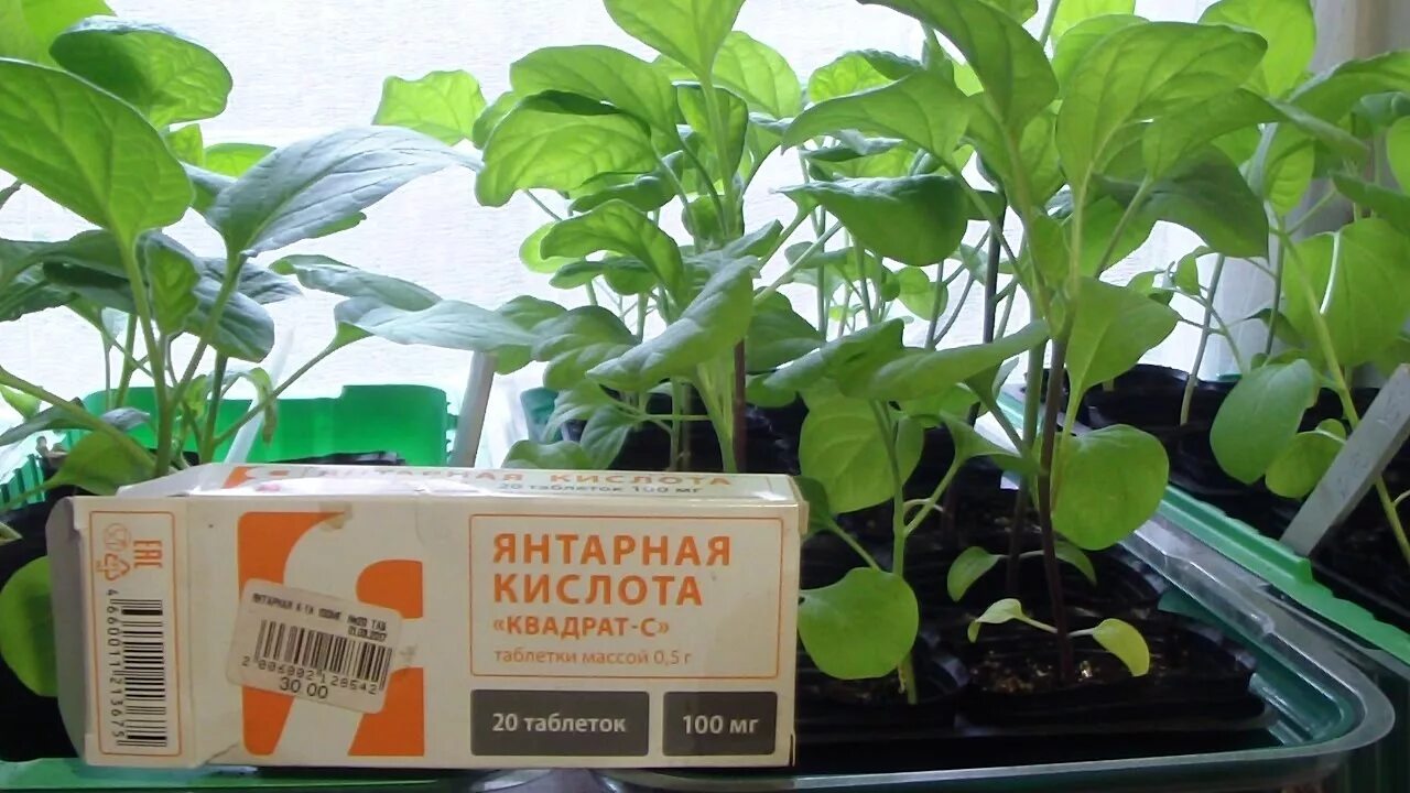 Как использовать таблетки янтарная кислота для рассады. Янтарная кислота удобрение. янтарная кислота для рассады. янтарная кислота для комнатных растений. янтарная кислота для цветов комнатных.