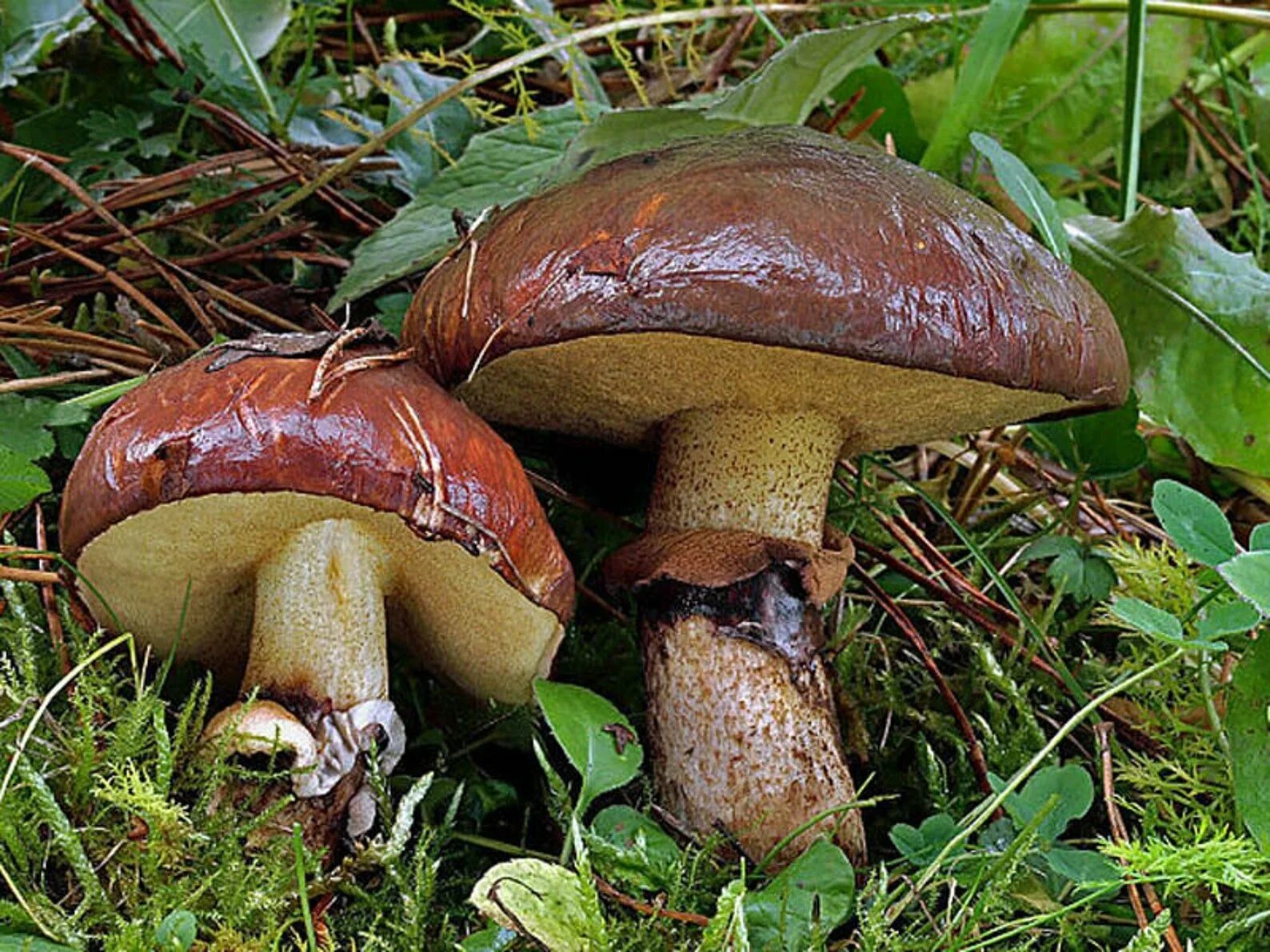 Есть гриб масленок. Гриб Suillus luteus. Моховик перечный гриб. Съедобные грибы маслята. Масленок Suillus.