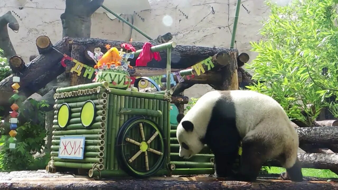Панды жуи и Диндин. Панда жуи в Московском зоопарке. Московский зоопарк панды жуи и Диндин. Зоопарк увидеть панду