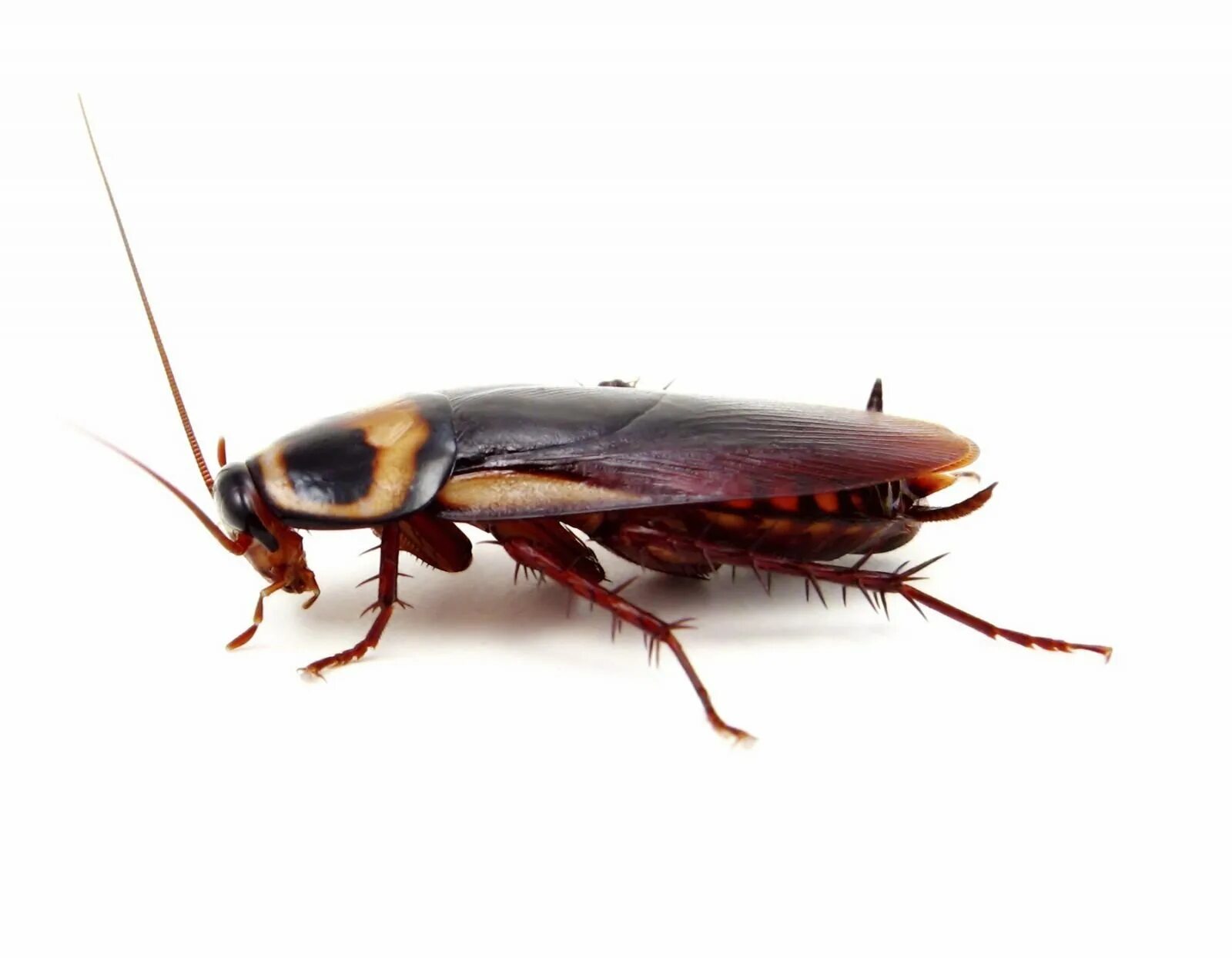 Cucaracha