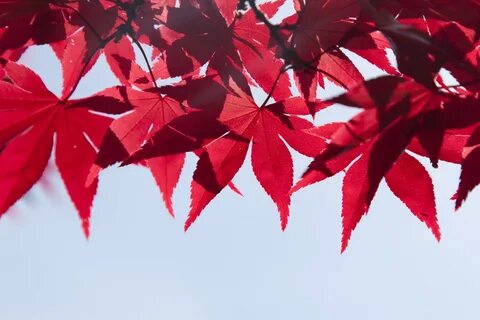 Red leaves