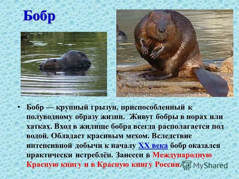 где живут бобры. где жил бобр. ондатра и соболь. информация о бобре. где жил бобр.