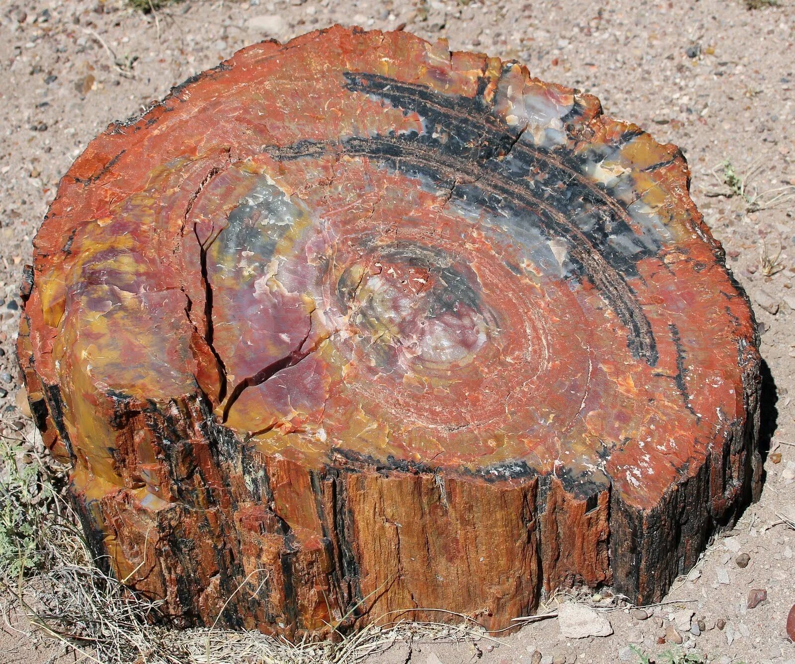 Окаменевшая хвойная. Окаменелое дерево.(Petrified Wood).. Петрифайд Вуд. Деревья Самоцветы окаменелые. Окаменелые деревья в Аризоне.