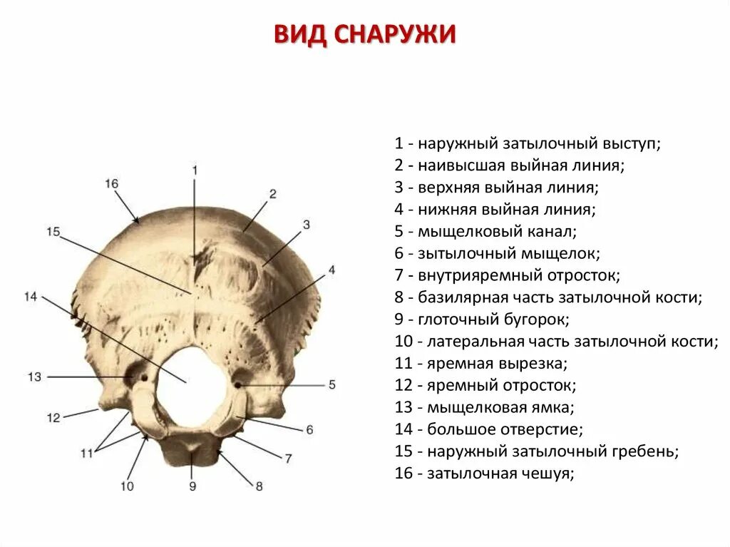 Мыщелок черепа. Затылочная кость черепа анатомия. Затылочная кость кость в черепе. Выйные Бугры затылочной кости. Мыщелки затылочной кости анатомия.