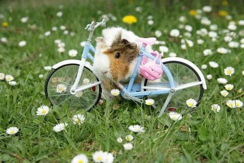 Коды hamster bike