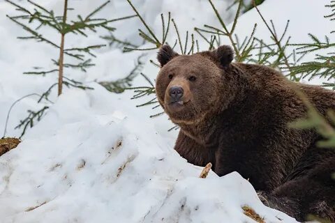 Во время спячки лесного мишки