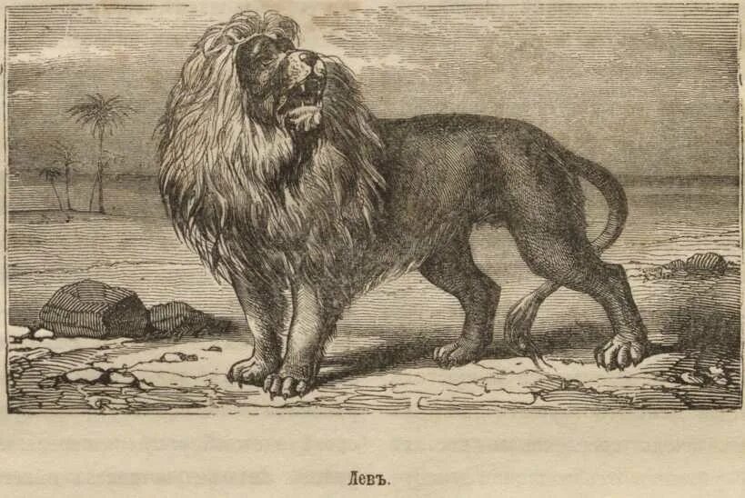 Исторический зверь. Дюрер альбрехт носорог носорог 1515. Daeodon shoshonensis. Сумчатый лев вымершие животные. Бестиарий химер гравюры.