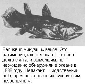 Латимерия стабилизирующий отбор