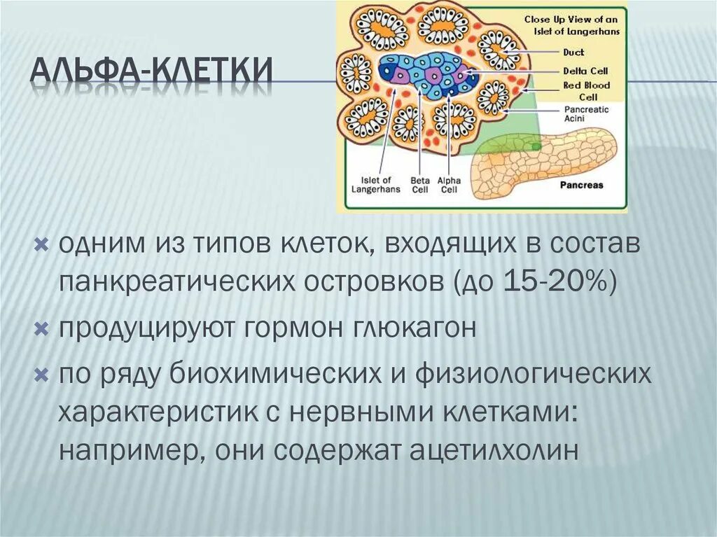 Альфа клетки островков лангерганса. Альфа клетки поджелудочной железы. Островки Лангерганса. Островки Лангерганса поджелудочной. Экзокринная и эндокринная функция поджелудочной железы.