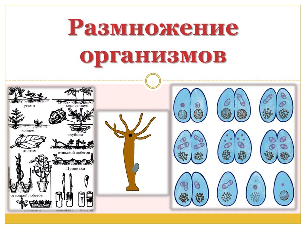 Размножение живых организмов. Типы размножения живых организмов. Бесполое размножение живых организмов. Размножение организмов биология. Все живые размножаются