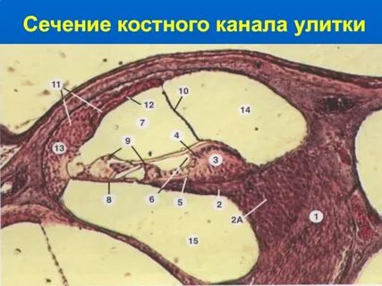 Улитковый проток