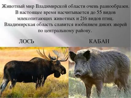 Животном обитающем в твоем регионе