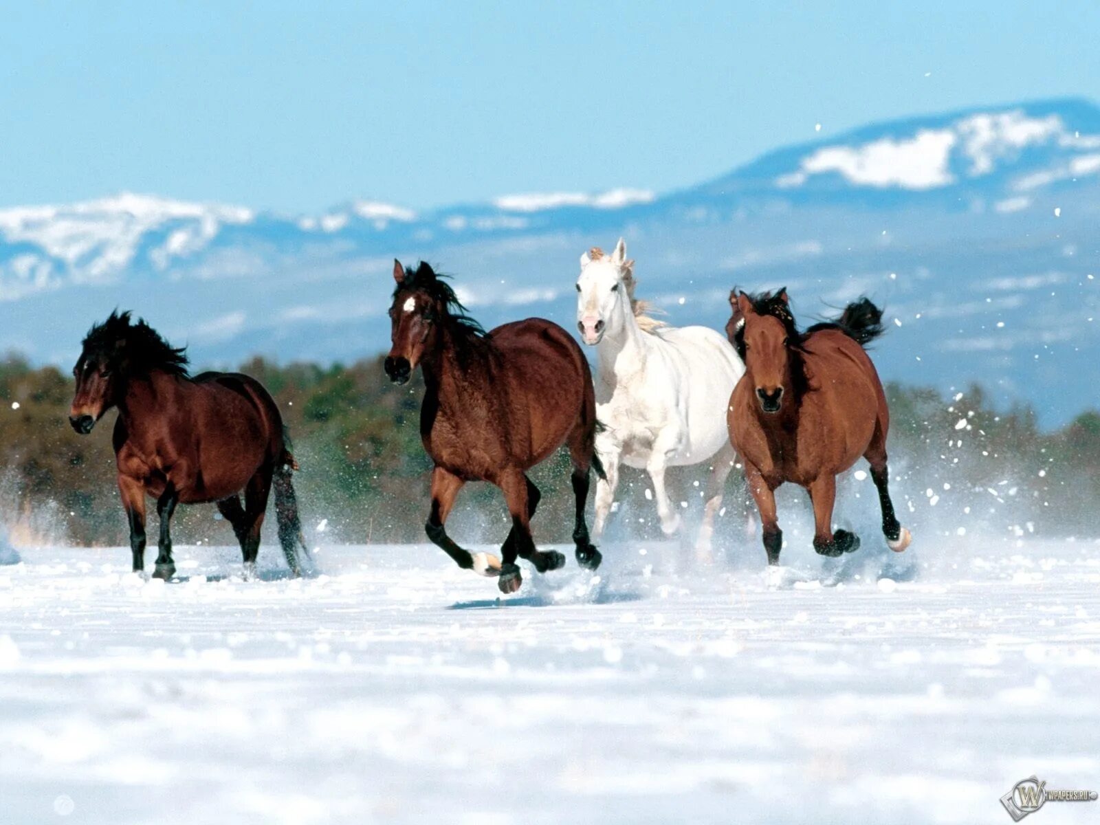 Лошади. Лошади зимой. Стадо лошадей. Красивые лошади.