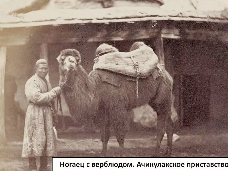 Верблюд в домбае. Верблюжонок кавказский. Седло для верблюда двугорбого. Кавказ верблюд. Арба кавказская.