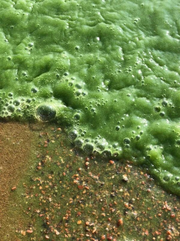 Водоросли цветут. Сине-зеленые водоросли в финском заливе. Зеленая водоросль на финском заливе. Цианобактерии в финском заливе. Синезеленые водоросли в финском заливе.