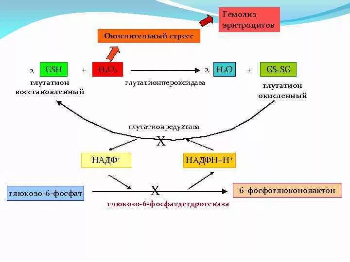 Окислительный стресс организма