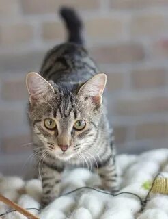 Кошка привыкает к дому