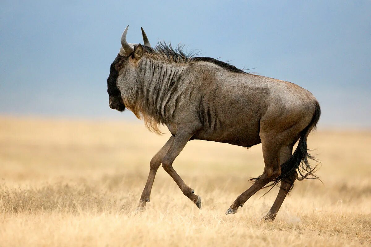Антилопа гну. Африканская антилопа гну. антилопа гну в саванне. wildebeest антилопа гну.