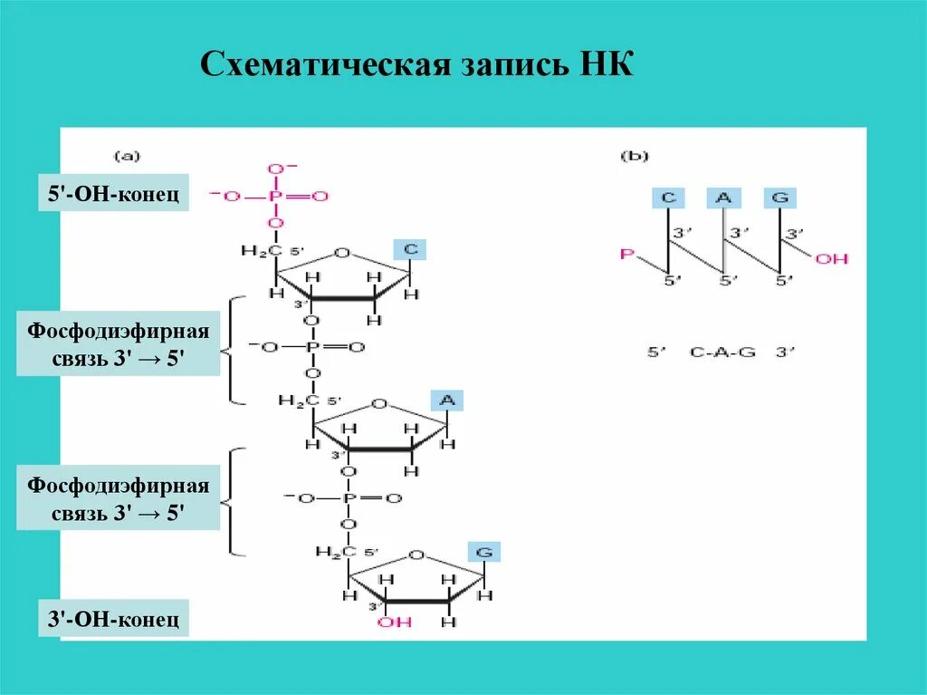 Соединение нуклеотидов днк. Фосфодиэфирная связь между нуклеотидами. Фосфодиэфирная связь строение. Фосфодиэфирные связи в РНК. 5 Штрих фосфодиэфирная связь.