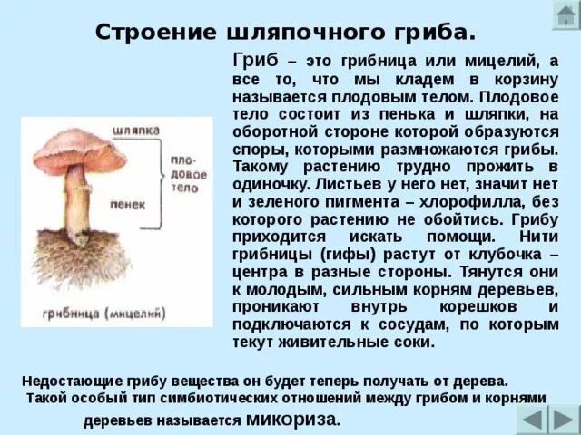 Как называется корень гриба. Строение шляпочного гриба мицелий. Грибы строение шляпочных грибов. Строение плодового тела шляпочного гриба. Шляпочный гриб с грибницей.