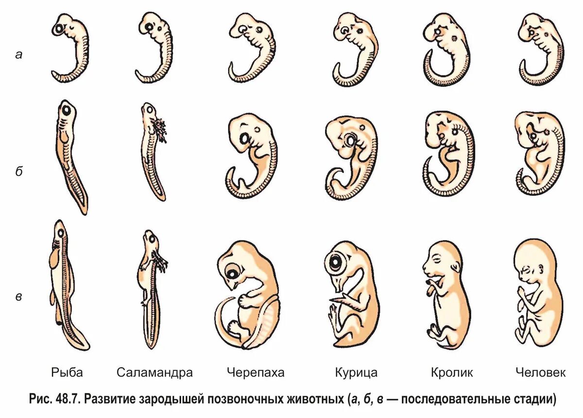 Зародыши разных животных. Эмбриологические доказательства эволюции человека. эмбриологические доказательства эволюции органического мира. эмбриологические доказательства эволюции животных. стадии зародышевого развития позвоночного животного.