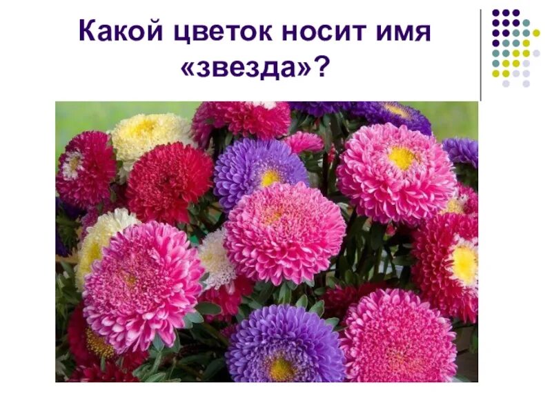 Сентябрь какие цветы