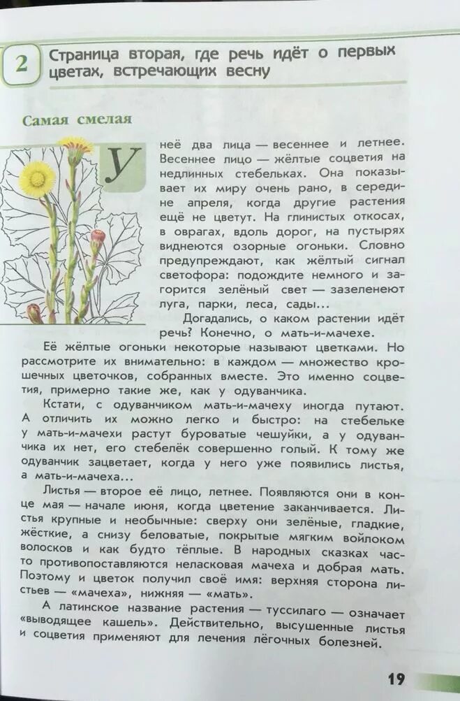 Плешаков зеленые страницы читать. Книга зеленые страницы мать и мачеха. книга зеленые страницы растение мать и мачеха. книга зеленые странички. рассказ о мать и мачеха в книге зеленые страницы.