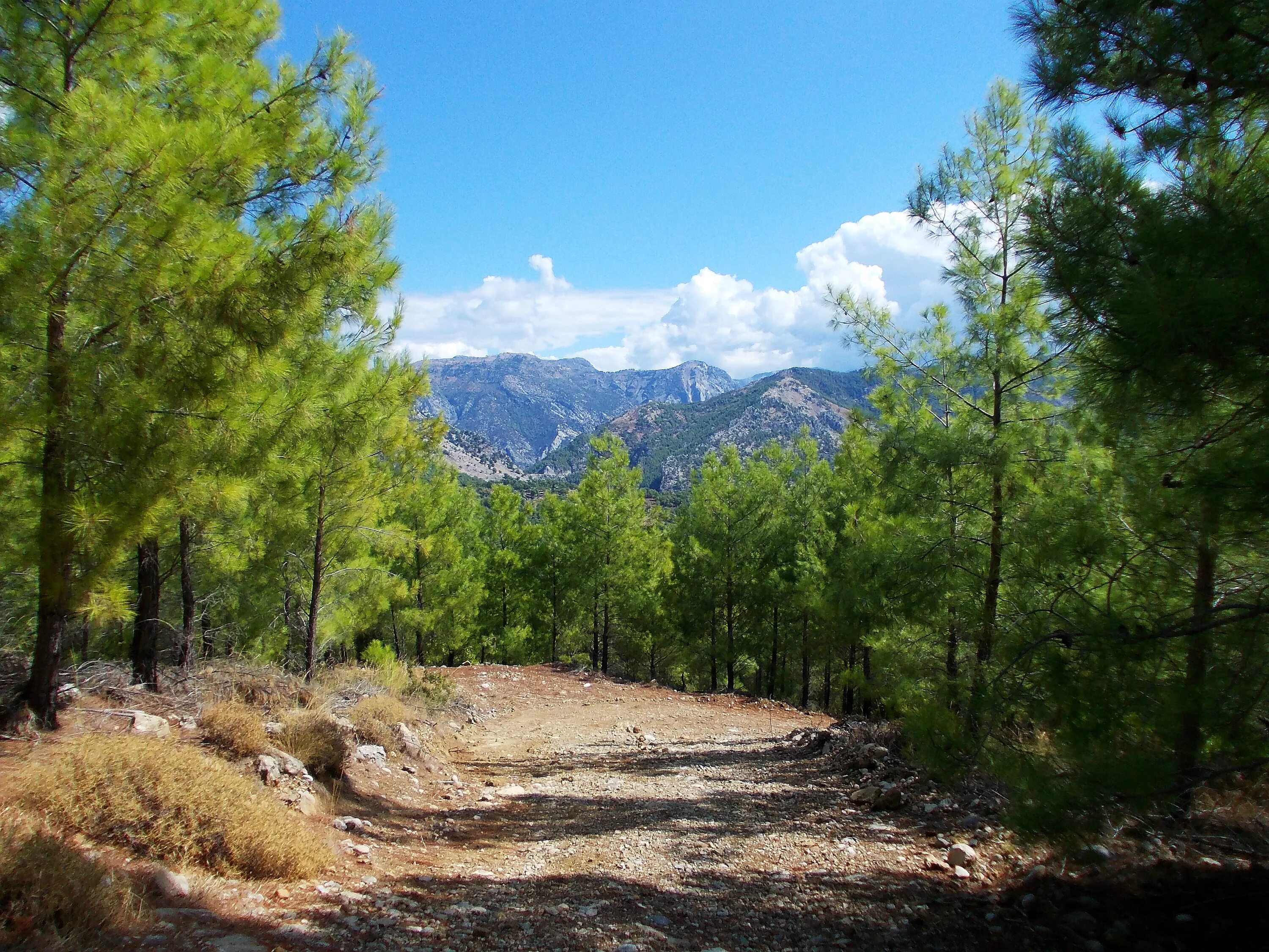 Forest side