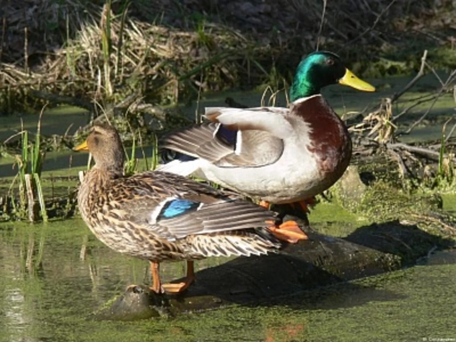 Дикие утки селезень породы. Чирок-свистунок. Шилохвость. Дикие утки смоленщины. Дикие утки селезень породы.