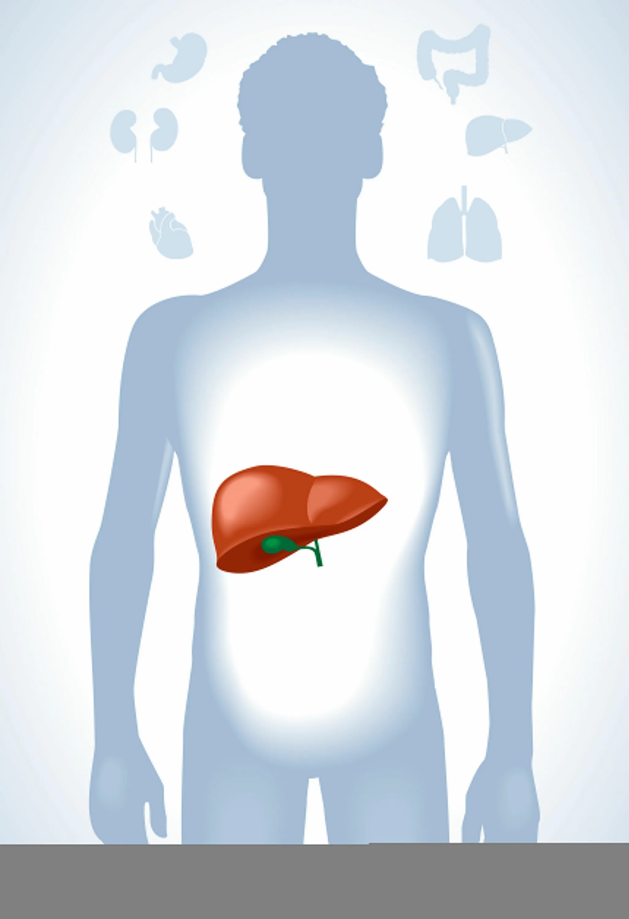 Изображение тела человека печень. Печень человека здоровая анатомия. Изображение печени человека.