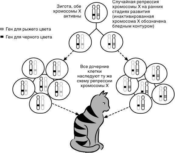 Черепаховая окраска кошек генетика. Генетика кошек. Хромосомы кошки. Сколько хромосом у кошки.