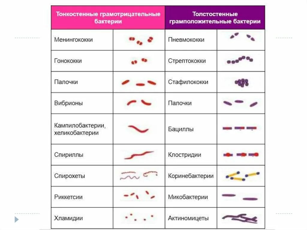 Какого цвета бактерии. Таблица грамположительных и грамотрицательных бактерий. грамположительные и грамотрицательные микроорганизмы таблица. грамм положительные и грамм отрицательные бактерии. строение грамм отрицательные бактерии.