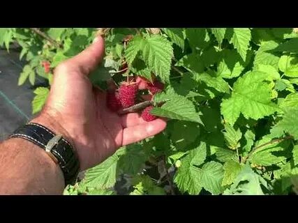 Школьный сад саженцы малины