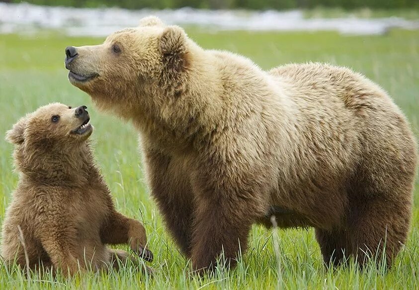 Tell bear