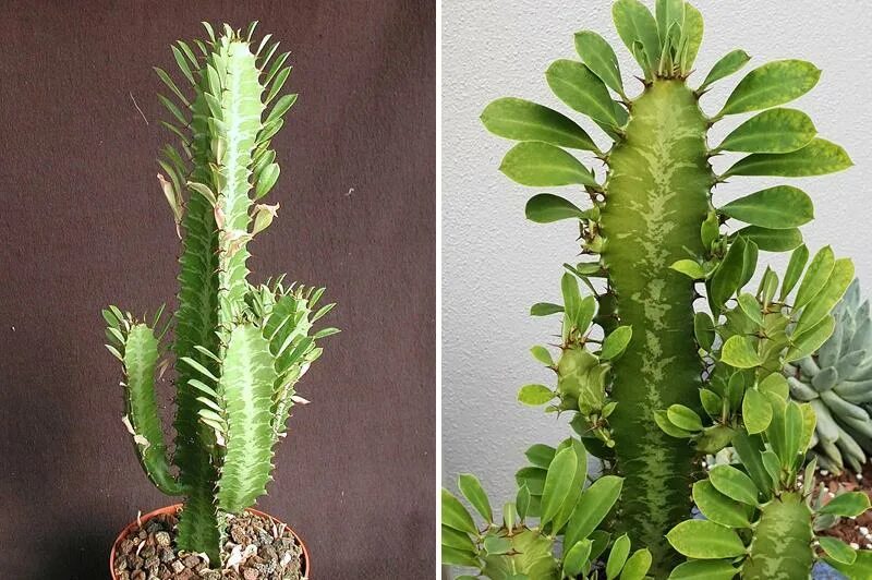 Euphorbia helioscopia. Молочай болотный (palustris). Малочайные растения фото. Кактус молочай трехгранный. Молочай луговой.