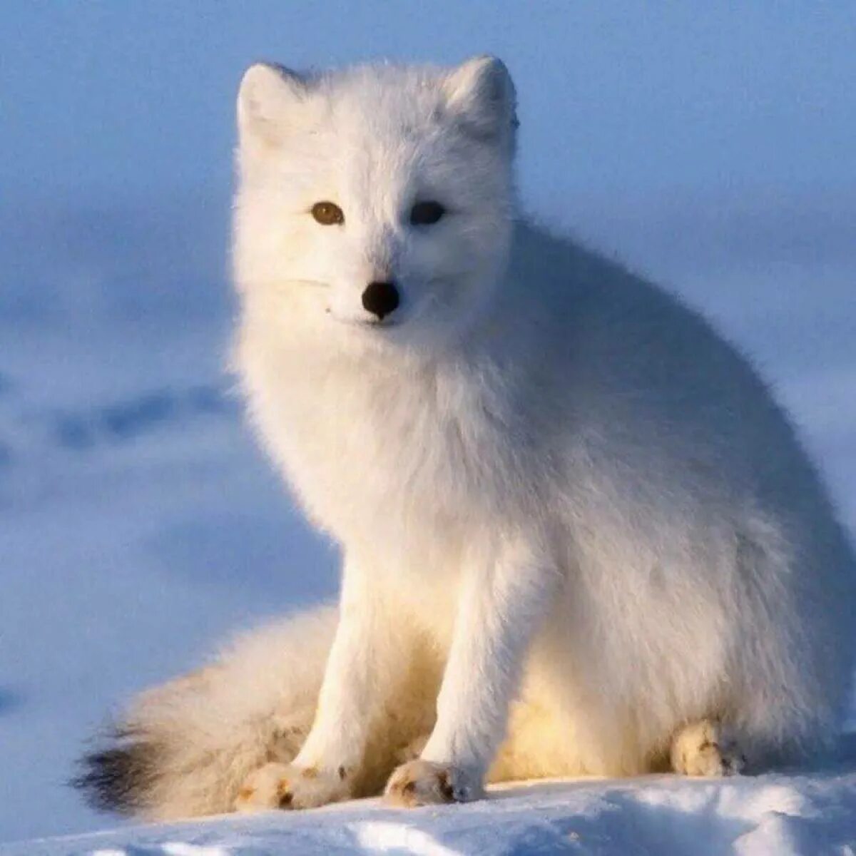 Песец зимой и летом. Песец в Арктике. Песец Полярная лиса. Северный белый песец. Песец в Сибири.