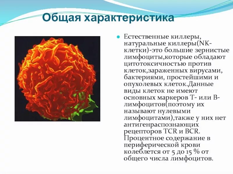 Nk клетки функции. Естественные клетки киллеры. натуральные киллеры (nk-клетки). функции натуральных киллеров иммунология. естественные клетки киллеры микробиология.
