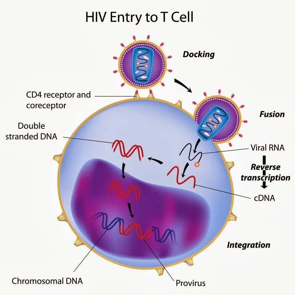 Cd 4 класс