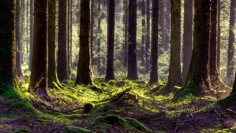 Forest hole