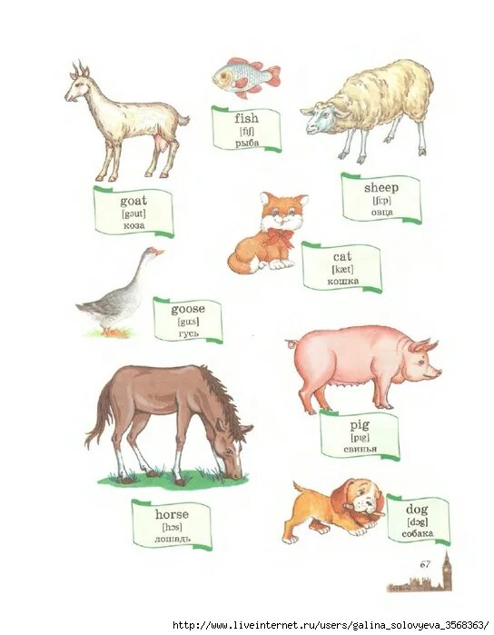 Рыба каторжник овцеголов. Sheep fish. Голубоглазка нормана рыбка аквариумная. Sheep fish. Овечка по английскому.