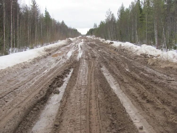 Усы дороги. Извилистые дороги. Дорога в лесу. Лесовозная грунтовая дорога. Лесовозные дороги.