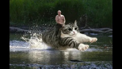 Комару кошка