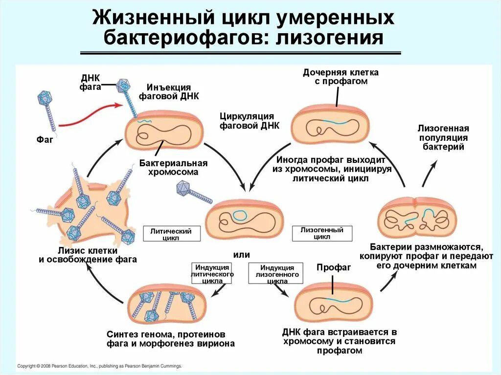 Последовательность жизненного цикла вирусов. Лизогенный жизненный цикл бактериофага. Лизогенный цикл фага. Жизненный цикл бактерий схема. Стадии жизненного цикла бактериофага.