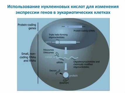 Нуклеиновая кислота бактерий