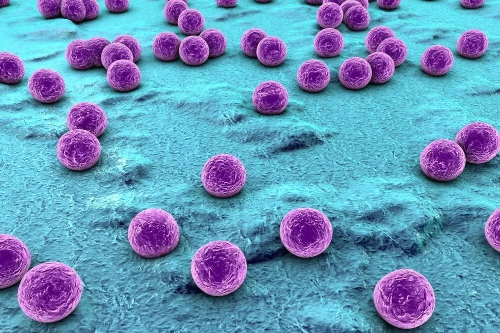 Микроорганизм staphylococcus aureus