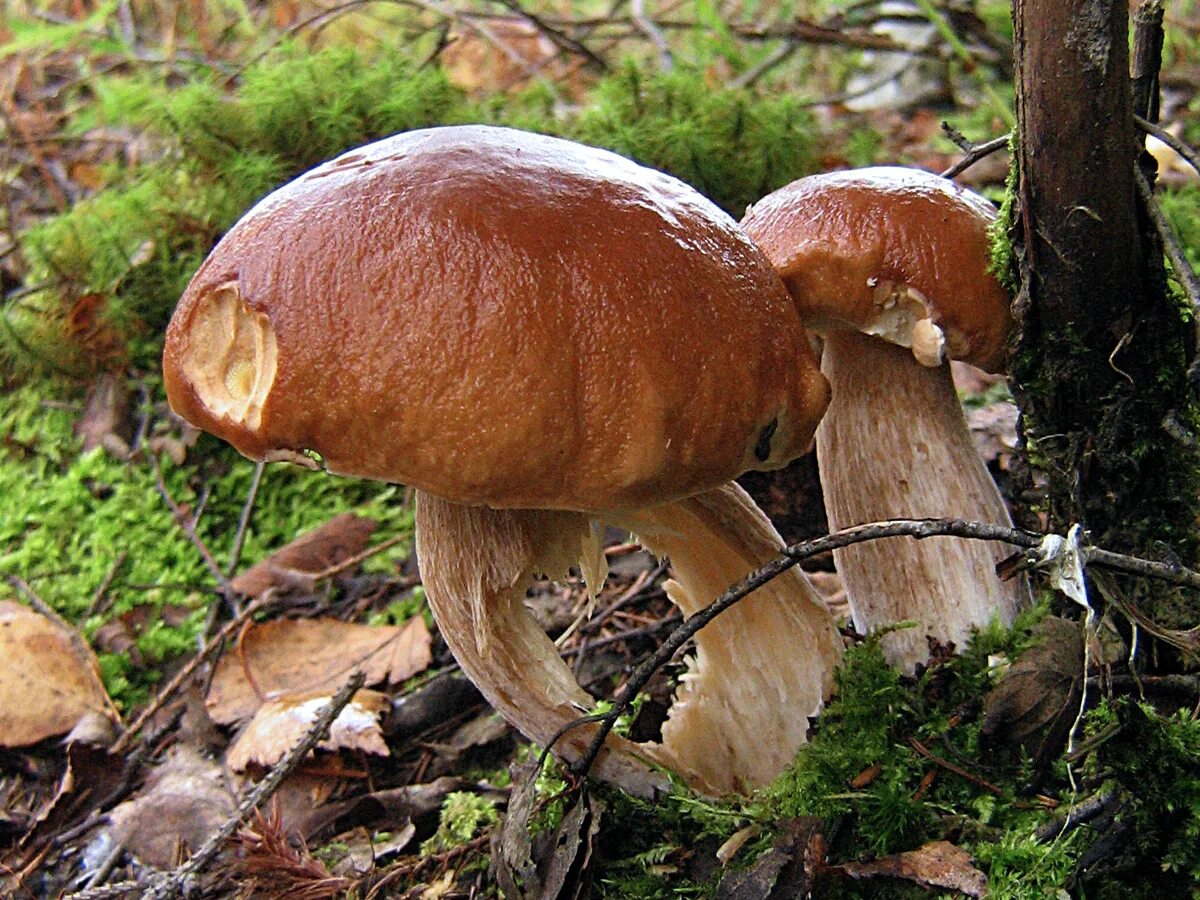 Польский гриб podgrzybek. Гриб Боровик. Боровик гриб и белый гриб. Boletus edulis – белый гриб. Класс боровики