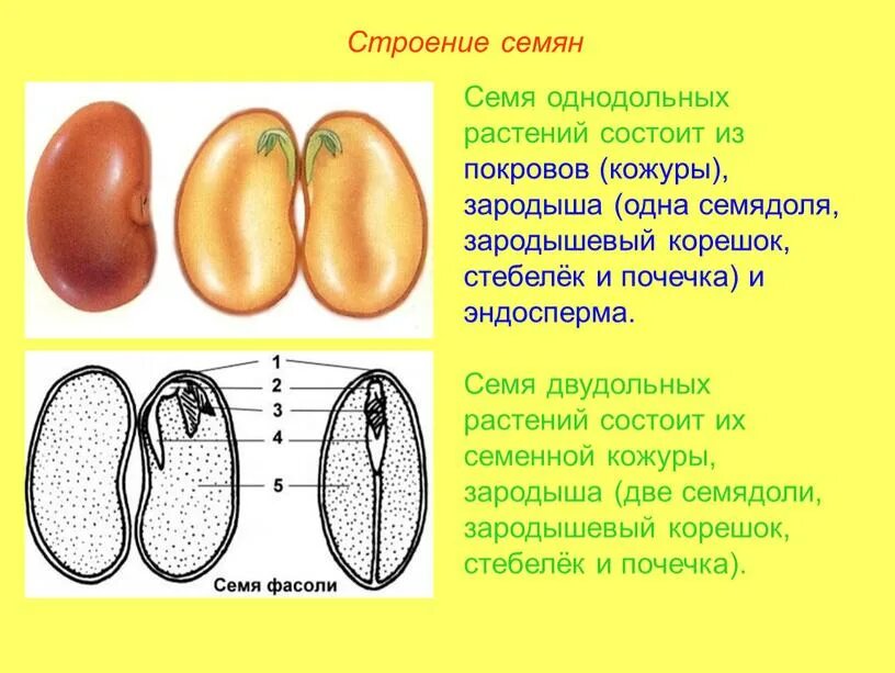 Растения имеют в зародыше семени две семядоли. Зародыш корешок стебелёк почечка семядоли эндосперм. Зародыш семени 2 семядоли Однодольные или двудольные. Семя строение семени корешок. Зародышевый корешок и семядоля.