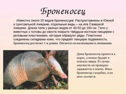 Где живет броненосец