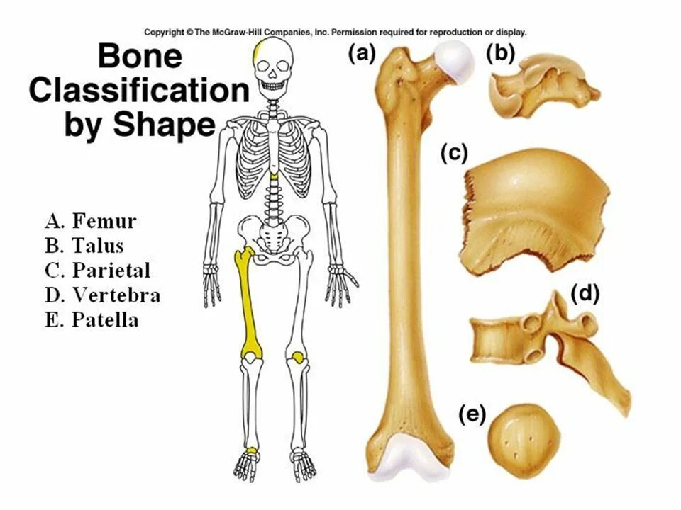 Classification of Bones. Bone. 4 Types of Bones. Bones альбом System. The bones form
